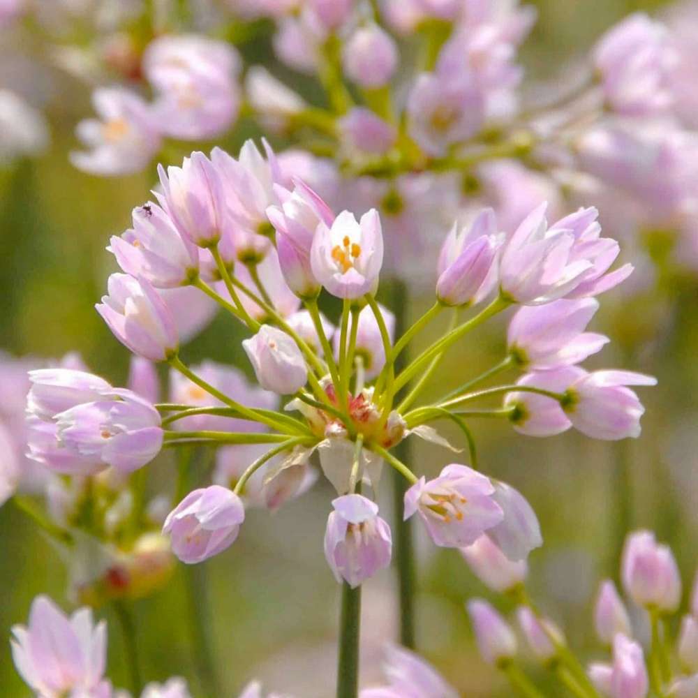 Allium 'Roseum'